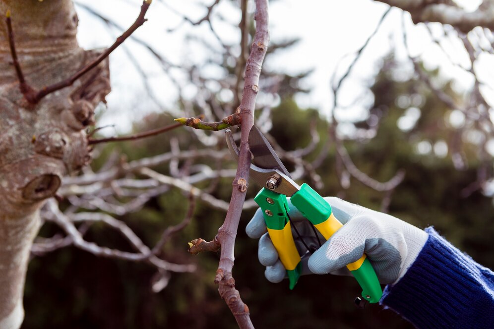 The Importance of Regular Tree Pruning for Safety and Tree Health - Jon ...