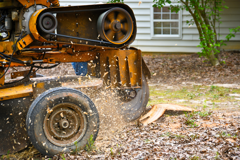 Stump Grinding vs. Stump Removal: Which is Right for You?