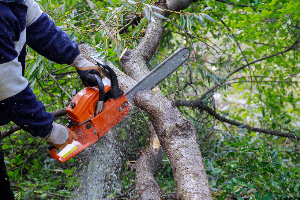 Tree Trimming vs. Tree Removal: What You Need to Know